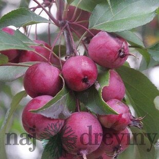 Jabloň okrasná Royality, výška 140/180 cm, 2-ročná, podpník M26, voľnokorenná Malus x Purpurea Royality