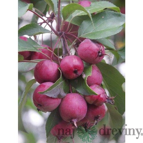 Jabloň okrasná Royality, výška 140/180 cm, 2-ročná, podpník M26, voľnokorenná Malus x Purpurea Royality