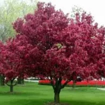 Jabloň okrasná Royalty (purpurová), výška 140/160 cm, v črepníku Malus Royalty