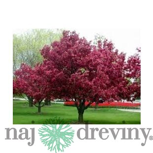 Jabloň okrasná Royalty (purpurová), výška 140/160 cm, v črepníku Malus Royalty