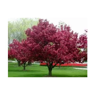 Jabloň okrasná Royalty (purpurová), výška 140/160 cm, v črepníku Malus Royalty