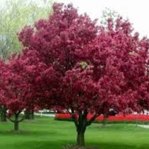 Jabloň okrasná Royalty (purpurová), výška 140/160 cm, v črepníku Malus Royalty