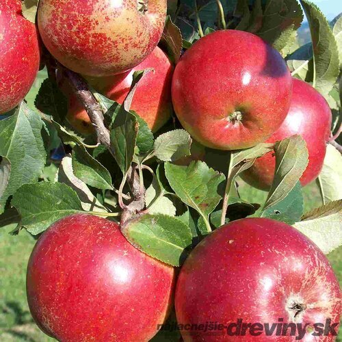 Jabloň Rajka, 1-ročná, podpník M26 , výška 140/180 cm, v črepníku Malus domestica Rajka
