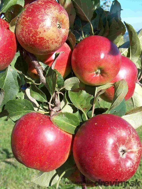 Jabloň Rajka, 1-ročná, podpník M26 , výška 140/180 cm, v črepníku Malus domestica Rajka