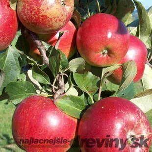Jabloň Rajka, 1-ročná, podpník M26 , výška 140/180 cm, v črepníku Malus domestica Rajka
