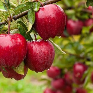 Jabloň Red Delicious, výška 100/120 cm, v črepníku, podpník M26 Malus domestica Red delicious