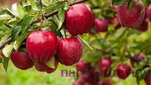 Jabloň Red Delicious, výška 100/120 cm, v črepníku, podpník M26 Malus domestica Red delicious