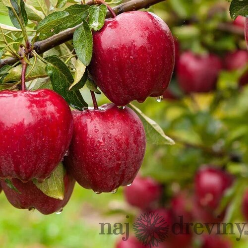 Jabloň Red Delicious, výška 100/120 cm, v črepníku, podpník M26 Malus domestica Red delicious
