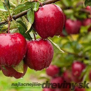 Jabloň Red Delicious, výška 100/120 cm, v črepníku, podpník M26 Malus domestica Red delicious