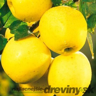 Jabloň Red delicious výška 200/250 cm obvod 8/10 cm, už rodiaca v črepníku, podpník M26 Malus Domestica Golden delicious