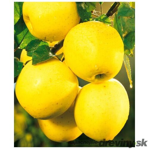 Jabloň Red delicious výška 200/250 cm obvod 8/10 cm, už rodiaca v črepníku, podpník M26 Malus Domestica Golden delicious