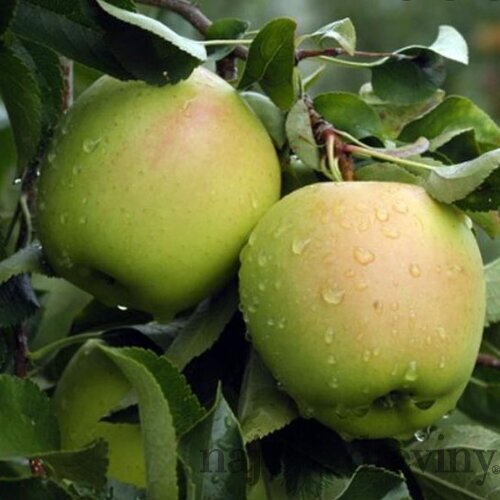 Jabloň Red delicious výška 200/250 cm obvod 8/10 cm, už rodiaca v črepníku, podpník M26 Malus red delicious