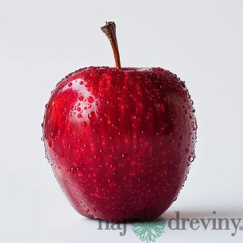 Jabloň Red delicious výška 200/250 cm obvod 8/10 cm, už rodiaca v črepníku, podpník M26 Malus red delicious