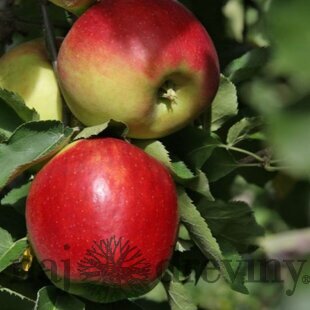 Jabloň Red Ligol, výška 140/180 cm, voľnokorenná 2-ročná, podpník M9RN29 Malus domestica Red Ligol