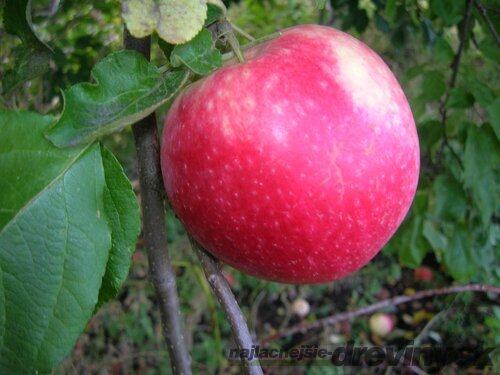 Jabloň Red Prince, výška 140/160 cm, v črepníku 5l Malus Domestica Red Prince