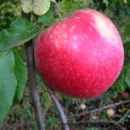 Jabloň Red Prince, výška 140/160 cm, v črepníku 5l Malus Domestica Red Prince