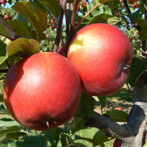 Jabloň Rozela, voľnokorenná 2-ročná Malus domestica Rozela