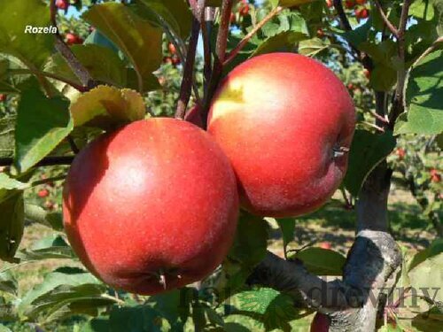 Jabloň Rozela, voľnokorenná 2-ročná Malus domestica Rozela
