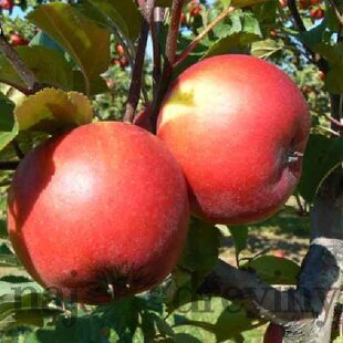 Jabloň Rozela, voľnokorenná 2-ročná Malus domestica Rozela