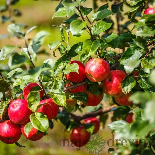 Jabloň Rubin, voľnokorenná 2-ročná, výška 140/180 cm, podpník M9RN29 Malus domestica Rubinola