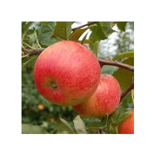 Jabloň Rubin, výška 140/160 cm, v črepníku 5l Malus Domestica Rubin