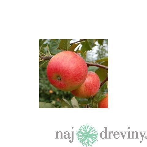 Jabloň Rubin, výška 140/160 cm, v črepníku 5l Malus Domestica Rubin