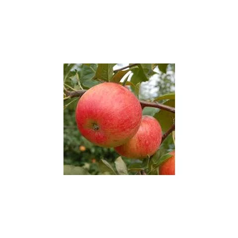 Jabloň Rubin, výška 140/160 cm, v črepníku 5l Malus Domestica Rubin