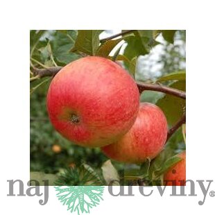 Jabloň Rubin, výška 140/160 cm, v črepníku 5l Malus Domestica Rubin