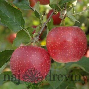 Jabloň Rubinstar, výška 140/180 cm, 2-ročná, podpník M9RN9, v črepníku Malus domestica Rubinstar