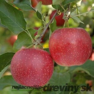 Jabloň Rubinstar, výška 140/180 cm, 2-ročná, podpník M9RN9, v črepníku Malus domestica Rubinstar