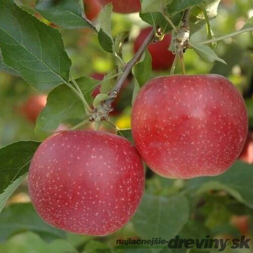 Jabloň Rubinstar, výška 140/180 cm, 2-ročná, podpník M9RN9, v črepníku Malus domestica Rubinstar