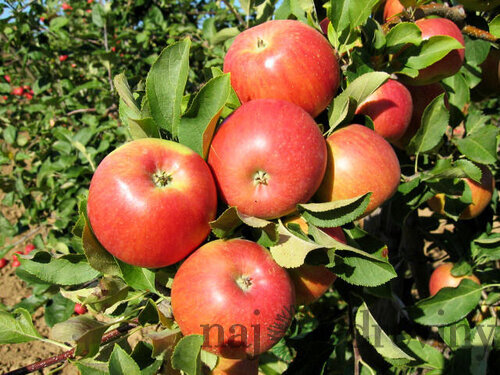 Jabloň Šampion, výška 120/140 cm, v črepníku Malus domestica ‘Champion‘