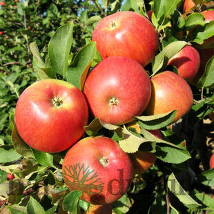 Jabloň Šampion, výška 120/140 cm, v črepníku Malus domestica ‘Champion‘