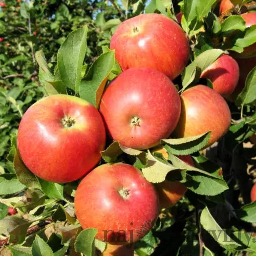 Jabloň Šampion, výška 120/140 cm, v črepníku Malus domestica ‘Champion‘