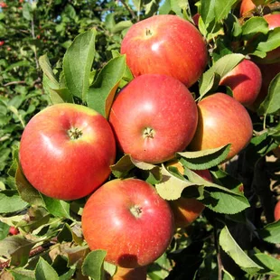 Jabloň Šampion, výška 120/140 cm, v črepníku Malus domestica ‘Champion‘