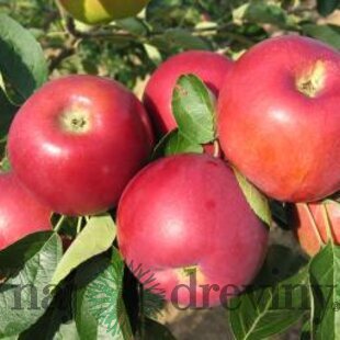 Jabloň Sander, voľnokorenná 2-ročná Malus domestica Sander