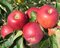 Jabloň Sander, voľnokorenná 2-ročná Malus domestica Sander