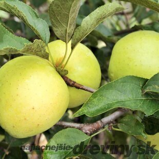 Jabloň Sirius, výška 140/160 cm, 2-ročná, podpník M9RN9, v črepníku 5l Malus Domestica Sirius