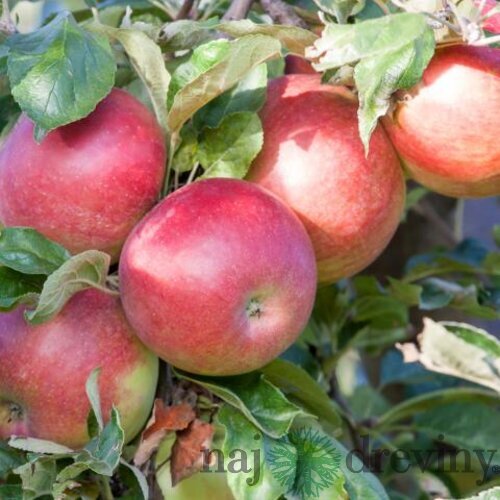 Jabloň (stĺpovitá) Cumulus, voľnokorenná 2-ročná Malus domestica Cumulus