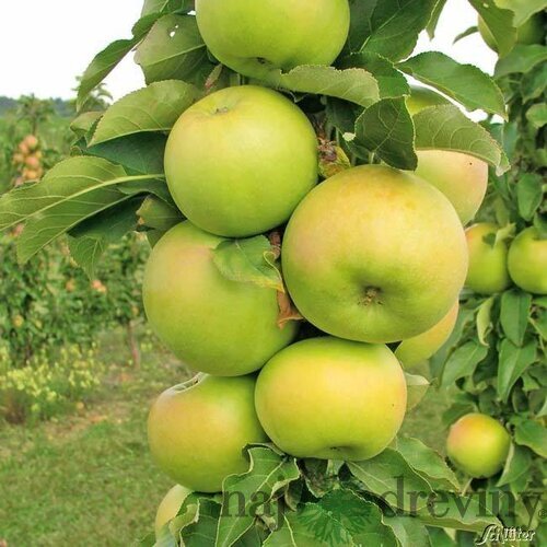 Jabloň (stĺpovitá) Gold Cats, voľnokorenná 2-ročná Malus domestica Gold Cats