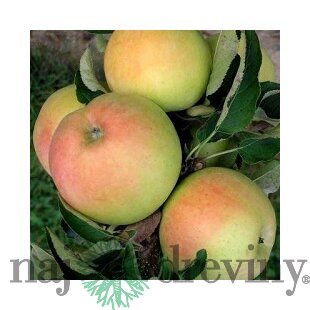 Jabloň (stĺpovitá) Grün Cats, voľnokorenná 2-ročná Malus domestica Grün Cats