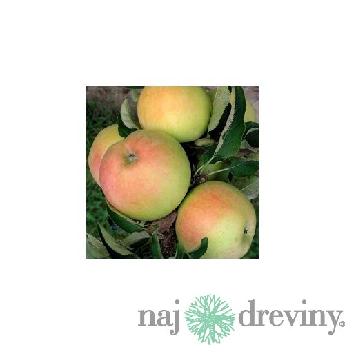 Jabloň (stĺpovitá) Grün Cats, voľnokorenná 2-ročná Malus domestica Grün Cats