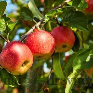 Jabloň (stĺpovitá) Herald, voľnokorenná 2-ročná Malus domestica Herald