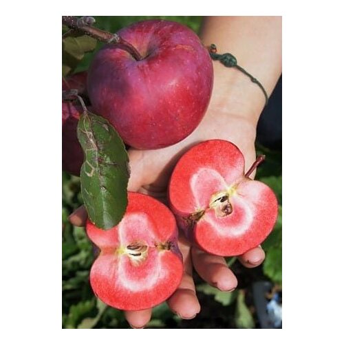Jabloň stĺpovitá Maypole 60/80 cm v črepníku 3l Malus domestica Maypole