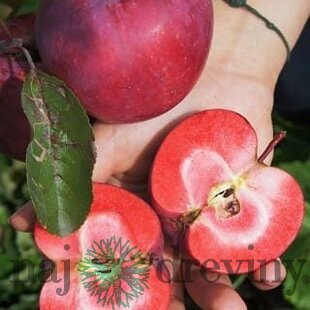 Jabloň stĺpovitá Maypole 60/80 cm v črepníku 3l Malus domestica Maypole