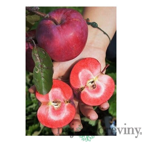 Jabloň stĺpovitá Maypole 60/80 cm v črepníku 3l Malus domestica Maypole