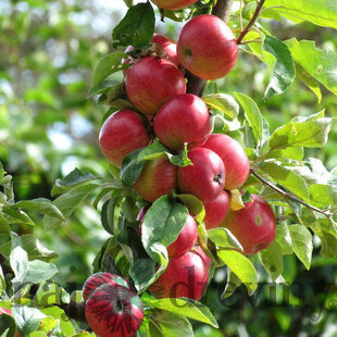 Jabloň (stĺpovitá) Mypole, voľnokorenná 2-ročná Malus domestica Mypole