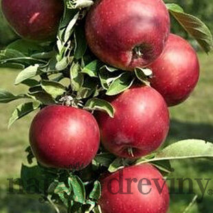 Jabloň (stĺpovitá) Red Cats, voľnokorenná 2-ročná, výška 140/180 cm, podpník M26 Malus domestica Red Cats