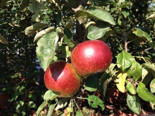 Jabloň (stĺpovitá) Sun Cats, voľnokorenná 2-ročná Malus domestica Sun Cats