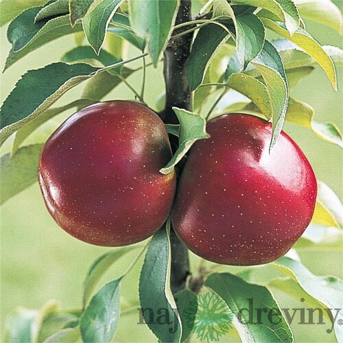 Jabloň (stĺpovitá) Waltz, voľnokorenná 2-ročná Malus domestica Waltz